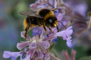 Detail of a bumble bee on a Catmint flower.jpg